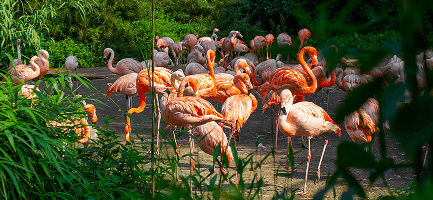 Tierpark Berlin - Friedrichsfelde Zoo